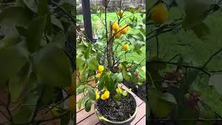 My Meyer Lemons Turn Yellow: Understanding and Caring for Your Citrus Trees #lemontree #meyerlemon