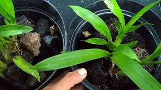 Ayo Belajar Tanam Anggrek Oncidium Dengan Cara Mudah Dan   Pasti Subur