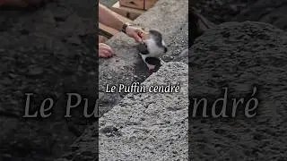 Le Puffin cendr&eacute; #puffin #esp&egrave;ces #oiseauxmarins #marins #ocean #protection #nature #oceanwaves #vue