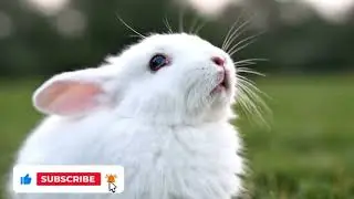 A Rabbit&rsquo;s Prayer Saved a Monkey&rsquo;s Life&rdquo;