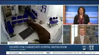 Cow charges into hospital waiting room