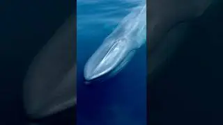 The natural sounds of a Blue Whale coming up for a breath! #soundscapeecology #naturesounds #whale