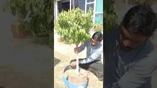 #big #ficus #plant #repotting #in #big #pot #garden #video