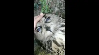 Dreaming Owl REM Sleep Funniest Animals Cutest  Dogs and Cats Funny Animal Videos #Shorts