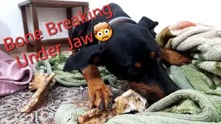 The sound of the bone breaking under the Doberman's jaw🎶🦴⚡
