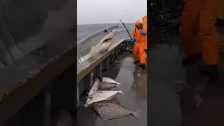 Shocking Moment: Giant Shark Jumps Onto Fishing Boat to Steal Fish | Terrifying Ocean Encounter
