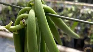 MY Kebun Vanilla Farm at Kinarut, Borneo Malaysia 马来西亚，沙巴， 北婆罗州京那律的香草园