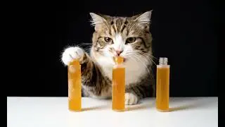 AI) 고양이의 얼린 꿀젤리 먹방 | Cat Eats Frozen Honey Jelly 🍯Sticky ASMR #catasmr #cat #고양이 #먹방 #mukbang #honey