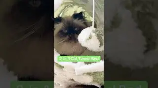 OBSESSED With this 2 in 1 cat tunnel bed
