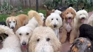 Look at all the happy tail wagging dogs at Socialization Training @BalancedObedience in Hawaii