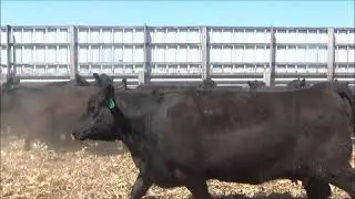 Stuedemann Cow Calf Pairs
