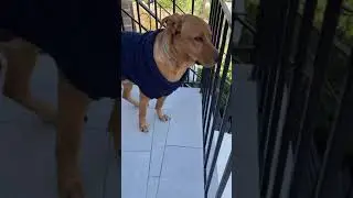 Knitted Dog Sweater Pattern (3 Sizes)
