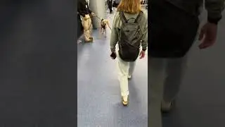 Super smart dog! #dog #airport #reel