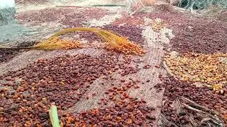 DRY🌰DATES FRUIT PROCESSING | FRESH DATE FRUITS | DRY FRUIT .#4k #datefruit #dates #dryfruit #fruit