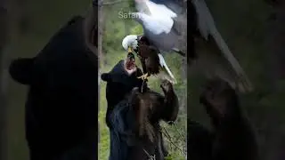 Bear vs Eagle #wildanimals #bear #eagle #animals #animalworld #animalkingdom #fight #fyp #shorts