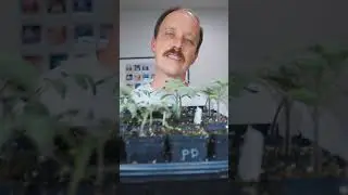 When to harden off your plants