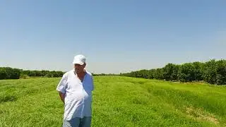 35 G&Uuml;NDE 80 CM BOY TEFF GRASS - Torunoğlu Tohumculuk