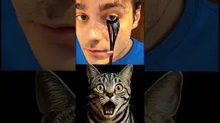 Eye magic #cat #shorts #bombastic #popular