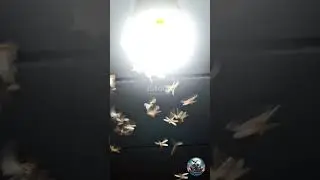 Why Moths Risk It All for Light!
