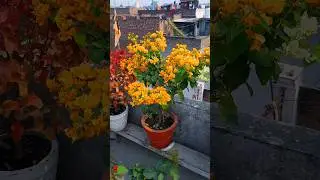 yellow flower | yellow bougainvillea | bougainvillea | terrace garden | #terracegarden #flowers