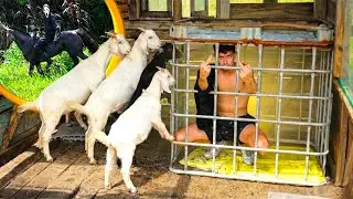 TRANQUEI O SUPOSTO P&Acirc;NICO NA JAULA
