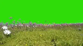flower green screen background video | 4K