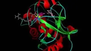 Actinidin