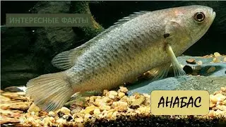 АНАБАС🐟/Животные life/Рыбы/Животные/Интересные факты