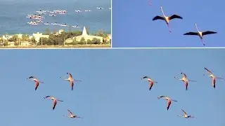 Sardegna - Fenicotteri in volo sul parco di Molentargius