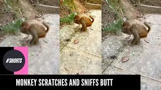 Weird Monkey Sniffs his Butt 💩 😂 #monkey #funnyvideos #animalsoftiktok #shorts