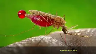 Socio-demographic and Environmental Factors Influencing Asymptomatic Malaria and Anaemia Incidence