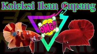 KOLEKSI DAN JENIS IKAN CUPANG YANG PERNAH VIRAL #cupangindonesia #ikancupang #petanicupang