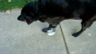 artificial dog leg | AOC PET