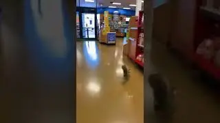 Squirrel Caught Stealing Peanuts in Grocery Store Heist!