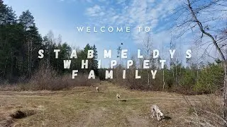 Easter Forest Hiking with Whippets | Nature Hiking | Stabmeldys Whippet Family
