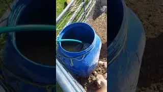 How to make a plastic barrel pig waterer #Shorts