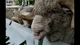 CUTE WILD ANIMALS VS DRONE PILOT .(cute video )