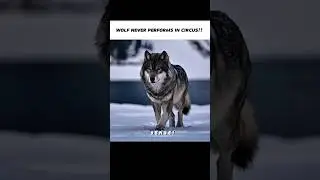 Wolf Never Performs!! 🎪 #mindset #motivation #quotes #animals #shorts