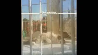 Nigel Silverthorn - Big Black Soul