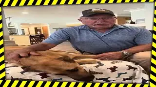 Dog Ear Cleaning Made Easy - Vet's Hidden Technique #farming  #animals #farmer #cutedog #farm