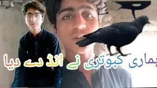 ہماری کبوتری نے انڈ￼ا دے دیا#israrchheena2 #seoforyoutube#ہمارا_یوٹیوب_چینل #animal #bird #kabootar