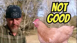 Taking A Break From Youtube For A Respiratory Problem In My Oldest Chicken