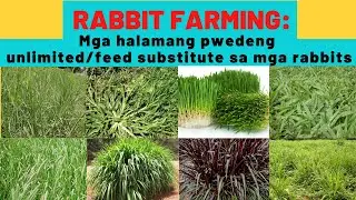 Mga Halamang Pwedeng Unlimited or Feed Substitute Para sa Mga Rabbits
