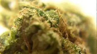 Ep 219 ReUpload BC KUSH 720p WEED Review BC Bud Depot Hd Marijuana Smoking Pot Buds Upclose