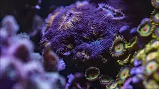 timelapse : acanthastrea echinata being fed flake food, and demon worms