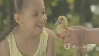 The Ugly Duckling's Magical Transformation
