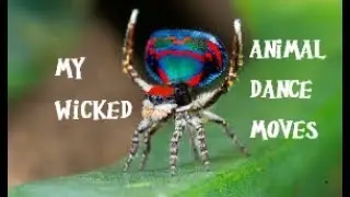 My Wicked Animal Dance Moves