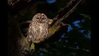 Strix aluco (Tawny owl) 5.Contacting call of female