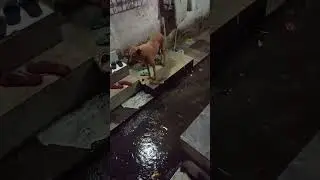 please 🙏 help street animals #dogshorts #streetfood #streetanimals #viralvideo
