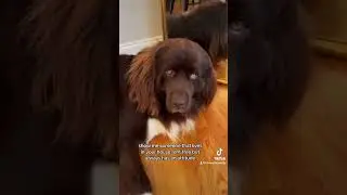 a teenage Newfy with an attitude 😂 #newfoundlanddog #dog #newf